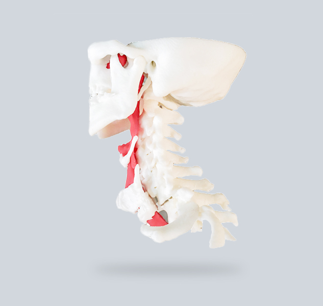 Modello stampato in 3D di colonna vertebrale e trachea